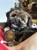 Zoey, a female Yorkshire Terrier and Shorkie for sale in Trivoli, IL – 1 of 7