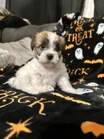 Izzy, a female Shihpoo and Shorkie for sale in Trivoli, IL – 5 of 5