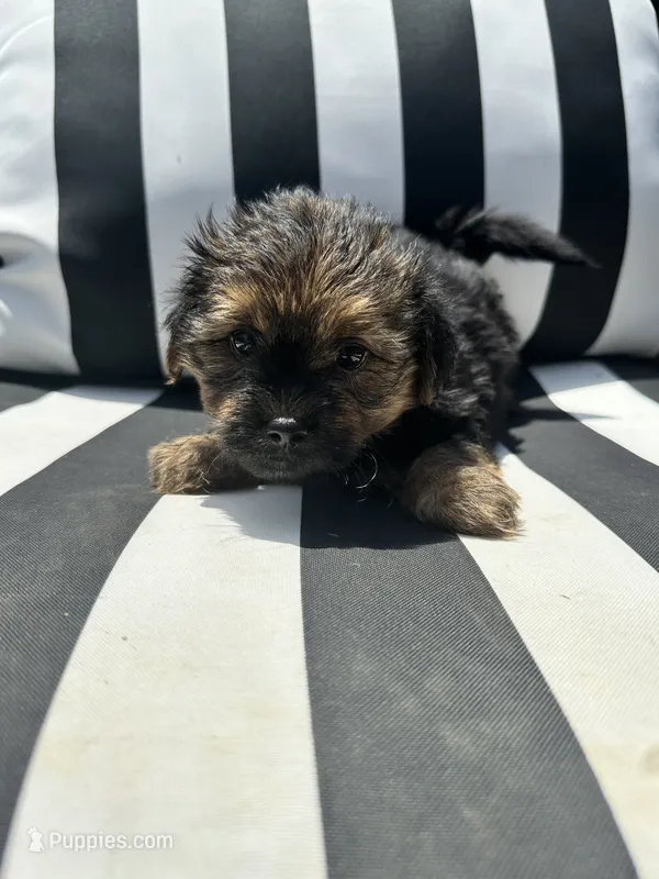 Lilly  – Yorkshire Terrier, Shorkie puppy for sale in Trivoli, IL