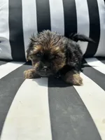 Lilly , a female Yorkshire Terrier and Shorkie for sale in Trivoli, IL – 1 of 8
