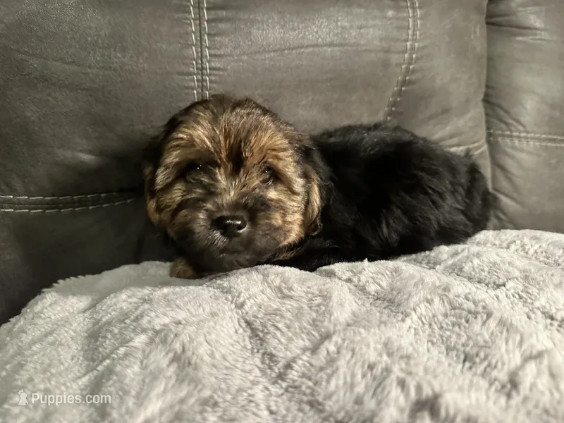 Lilly  – Yorkshire Terrier, Shorkie puppy for sale in Trivoli, IL
