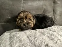 Lily  , a female Yorkshire Terrier and Shorkie for sale in Trivoli, IL – 1 of 8