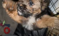 Zoey, a female Yorkshire Terrier and Shorkie for sale in Trivoli, IL – 2 of 7