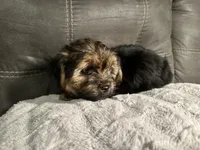 Lily  , a female Yorkshire Terrier and Shorkie for sale in Trivoli, IL – 5 of 8