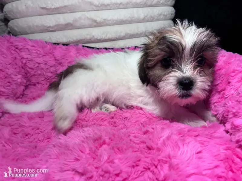 Izzy – Shihpoo, Shorkie puppy for sale in Trivoli, IL