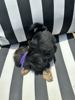 Lilly , a female Yorkshire Terrier and Shorkie for sale in Trivoli, IL – 8 of 8
