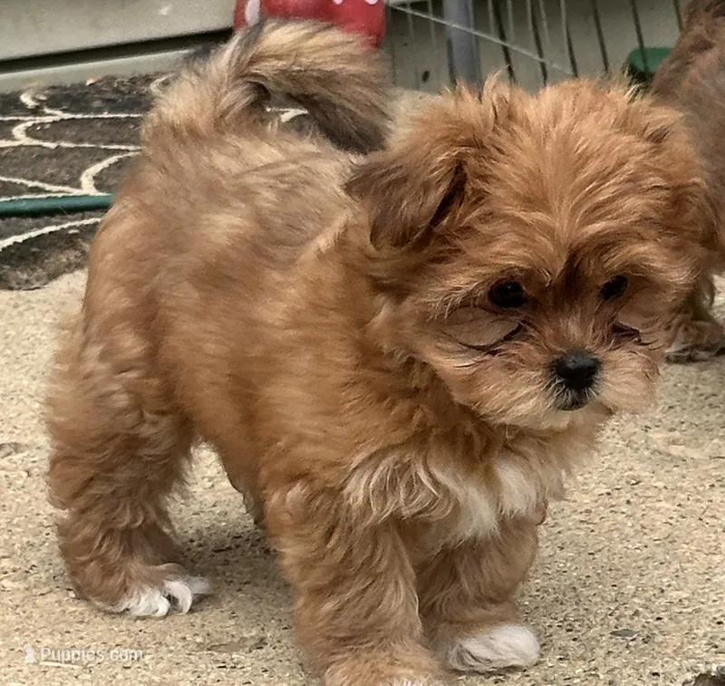 Honey – Shihpoo, Shorkie puppy for sale in Trivoli, IL