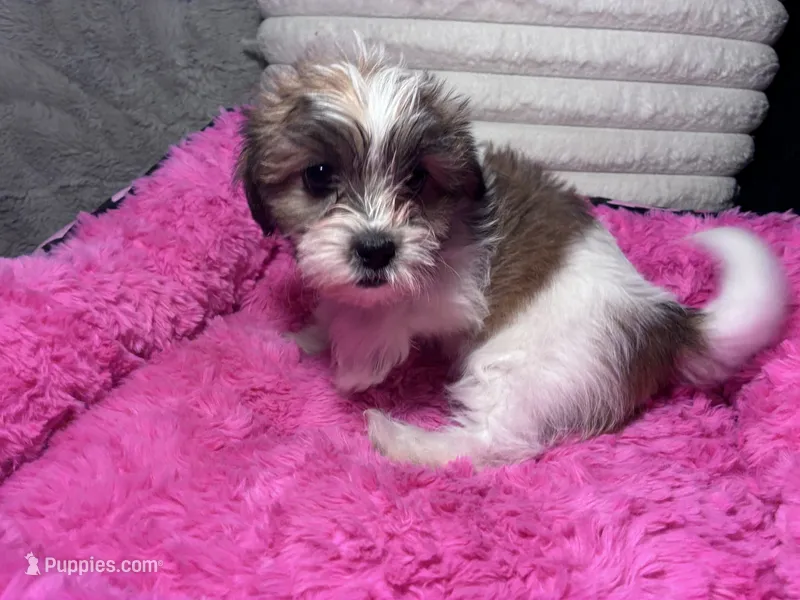 Izzy – Shihpoo, Shorkie puppy for sale in Trivoli, IL