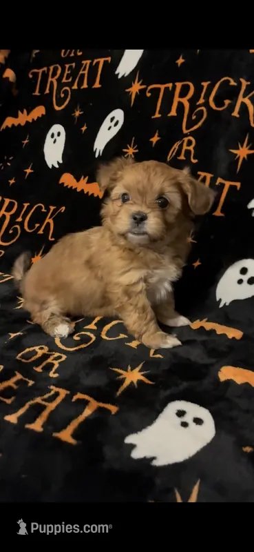 Benny – Shihpoo, Shorkie puppy for sale in Trivoli, IL