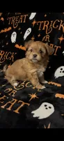 Benny, a male Shihpoo and Shorkie for sale in Trivoli, IL – 1 of 3