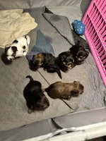 6 Shorkie Puppies , a female Yorkshire Terrier and Shorkie for sale in Trivoli, IL – 5 of 10
