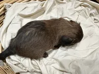 Brownie , a female Shorkie for sale in Trivoli, IL – 6 of 6