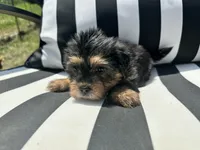 Emmet, a male Yorkshire Terrier and Shorkie for sale in Trivoli, IL – 2 of 8