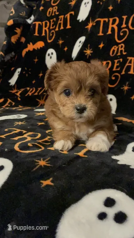 Honey – Shihpoo, Shorkie puppy for sale in Trivoli, IL