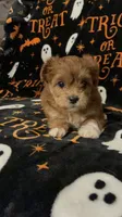 Honey, a female Shihpoo and Shorkie for sale in Trivoli, IL – 5 of 9