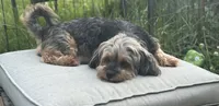 Tiny Brownie , a female Yorkshire Terrier and Shorkie for sale in Trivoli, IL – 8 of 9