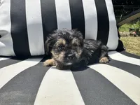 Pip, a male Yorkshire Terrier and Shorkie for sale in Trivoli, IL – 4 of 7