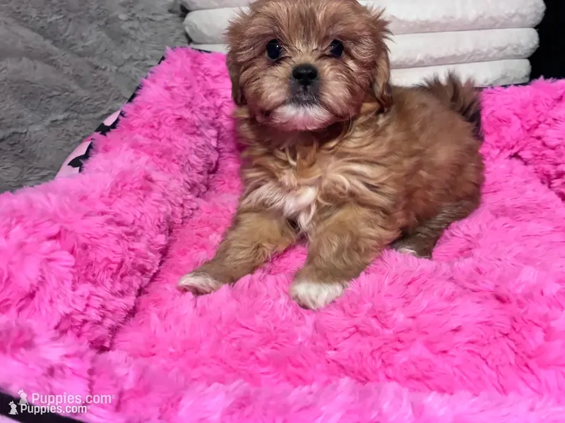 Honey – Shihpoo, Shorkie puppy for sale in Trivoli, IL