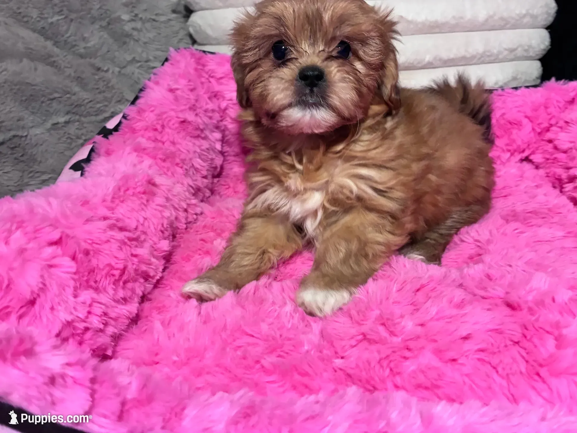Honey, a female Shihpoo and Shorkie for sale in Trivoli, IL – 1 of 9