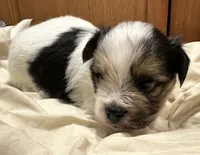 Oreo, a male Yorkshire Terrier and Shorkie for sale in Trivoli, IL – 3 of 8