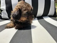Brownie , a female Shih Tzu and Yorkshire Terrier for sale in Trivoli, IL – 5 of 10