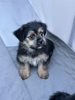 Pip, a male Shih Tzu and Yorkshire Terrier for sale in Trivoli, IL – 1 of 10