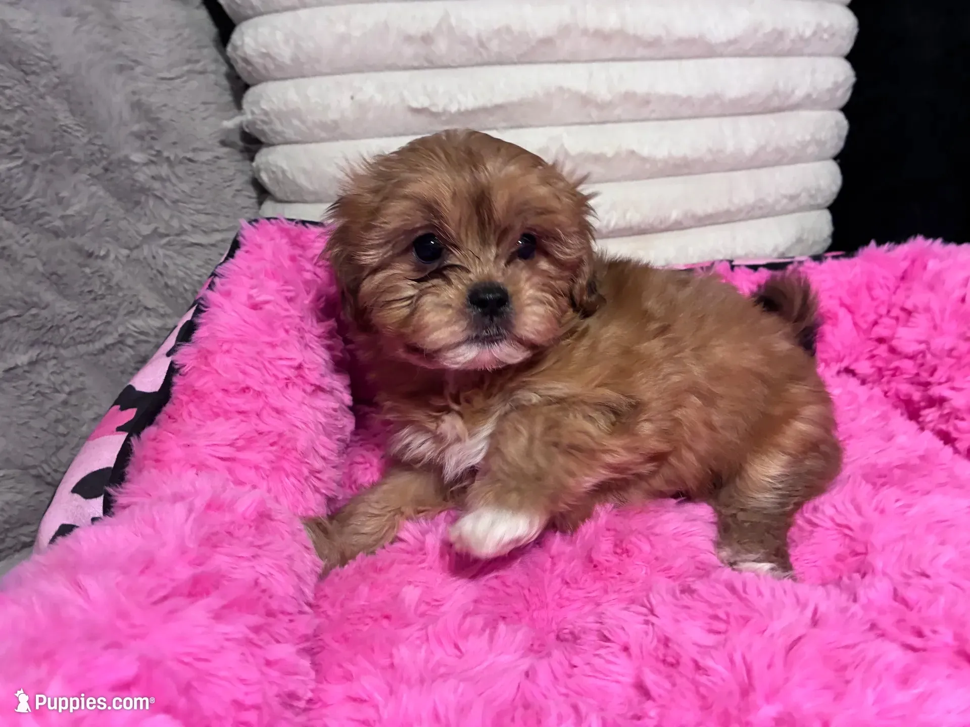 Honey, a female Shihpoo and Shorkie for sale in Trivoli, IL – 2 of 9