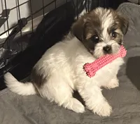Izzy, a female Shihpoo and Shorkie for sale in Trivoli, IL – 2 of 5