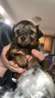 Brownie , a female Shorkie for sale in Trivoli, IL – 3 of 6