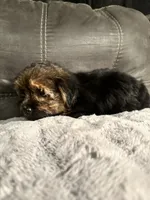 Lily  , a female Yorkshire Terrier and Shorkie for sale in Trivoli, IL – 4 of 8