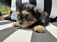 Emmet, a male Yorkshire Terrier and Shorkie for sale in Trivoli, IL – 4 of 8