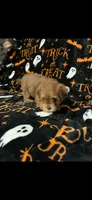 Maggie, a female Shihpoo and Shorkie for sale in Trivoli, IL – 3 of 4