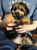 Winnie  , a female Yorkshire Terrier and Shorkie for sale in Trivoli, IL – 4 of 9
