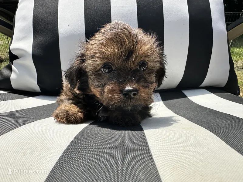 Brownie  – Shorkie puppy for sale in Trivoli, IL