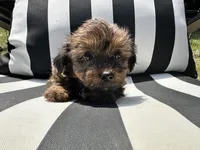 Brownie , a female Shih Tzu and Yorkshire Terrier for sale in Trivoli, IL – 1 of 10