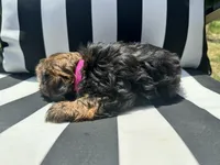 Zoey, a female Yorkshire Terrier and Shorkie for sale in Trivoli, IL – 5 of 7