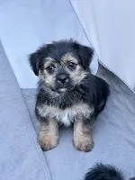 Pip, a male Shih Tzu and Yorkshire Terrier for sale in Trivoli, IL – 2 of 10