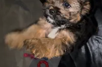Zoey, a female Yorkshire Terrier and Shorkie for sale in Trivoli, IL – 6 of 7