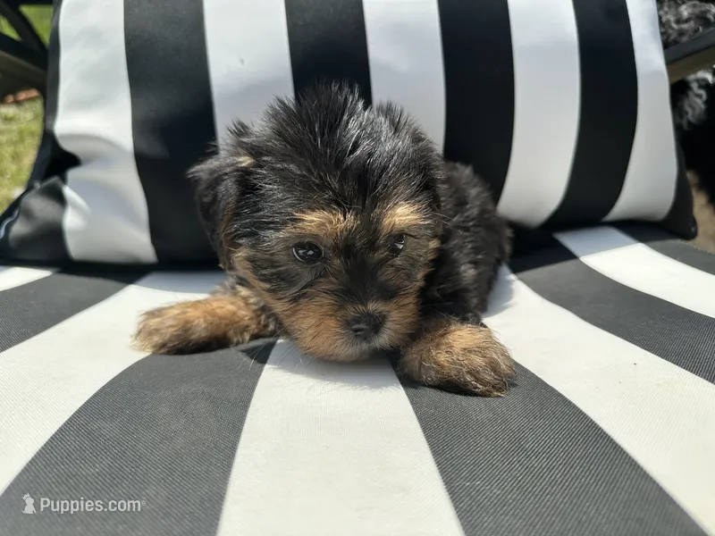 Emmet – Yorkshire Terrier, Shorkie puppy for sale in Trivoli, IL
