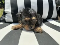 Emmet, a male Yorkshire Terrier and Shorkie for sale in Trivoli, IL – 1 of 8