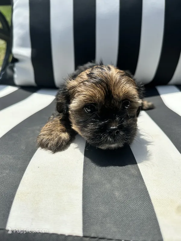 Zoey – Yorkshire Terrier, Shorkie puppy for sale in Trivoli, IL