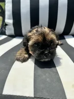 Zoey, a female Yorkshire Terrier and Shorkie for sale in Trivoli, IL – 1 of 7
