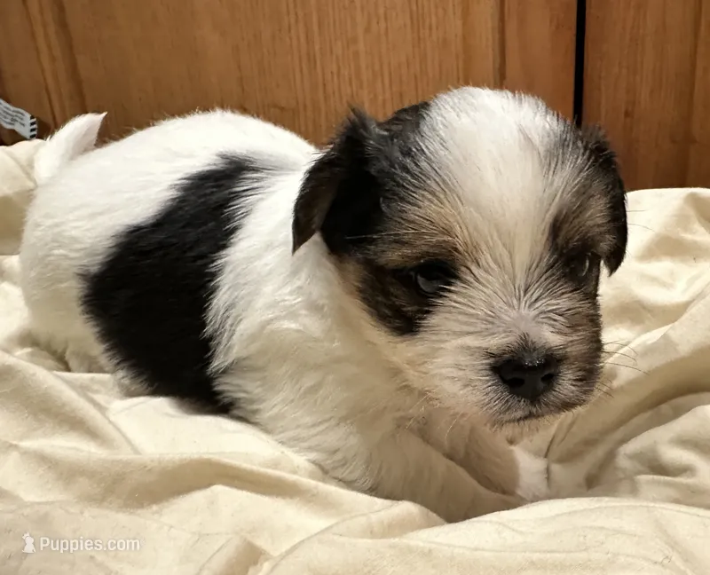 Oreo – Yorkshire Terrier, Shorkie puppy for sale in Trivoli, IL