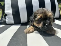 Lilly , a female Yorkshire Terrier and Shorkie for sale in Trivoli, IL – 4 of 8