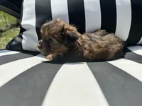 Brownie , a female Shih Tzu and Yorkshire Terrier for sale in Trivoli, IL – 7 of 10