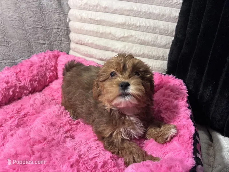 Maggie – Shihpoo, Shorkie puppy for sale in Trivoli, IL