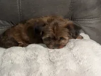 Tiny Brownie , a female Yorkshire Terrier and Shorkie for sale in Trivoli, IL – 6 of 9