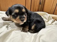 6 Shorkie Puppies , a female Yorkshire Terrier and Shorkie for sale in Trivoli, IL – 8 of 10