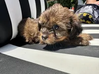 Brownie , a female Shih Tzu and Yorkshire Terrier for sale in Trivoli, IL – 3 of 10
