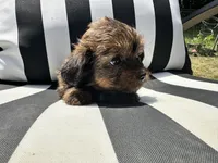 Brownie , a female Shih Tzu and Yorkshire Terrier for sale in Trivoli, IL – 4 of 10